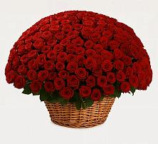 Премиум букет из: Розы в Поселок имени Степана Разина